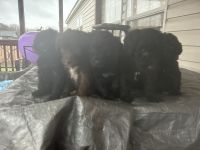 Golden Doodle Puppies for sale in Erwin, North Carolina. price: $500