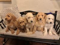 Golden Doodle Puppies for sale in Stockton, California. price: NA