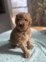 Golden Doodle Puppies for sale in Midland, MI, USA. price: $1,200