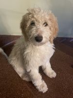 Golden Doodle Puppies for sale in Oklahoma City, OK, USA. price: NA