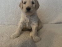 Golden Doodle Puppies for sale in Homewood, Illinois. price: $1,500