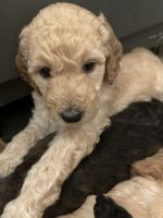 Golden Doodle Puppies for sale in Memphis, Tennessee. price: $1,600