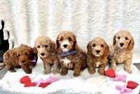 Golden Doodle Puppies for sale in Layton, Utah. price: $2,200