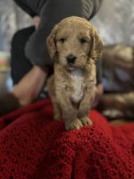 Golden Doodle Puppies for sale in Harlan, Indiana. price: $1,100