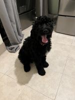 Golden Doodle Puppies for sale in Mays Landing, New Jersey. price: $675