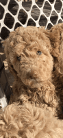 Golden Doodle Puppies for sale in Eupora, MS 39744, USA. price: $600,800