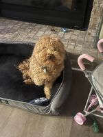 Golden Doodle Puppies for sale in Buford, Georgia. price: $1,000
