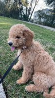 Golden Doodle Puppies for sale in Roseville, California. price: $1,000