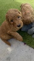 Golden Doodle Puppies for sale in Kapolei, Hawaii. price: $2,600