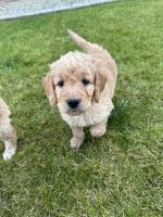 Golden Doodle Puppies for sale in Surprise, Arizona. price: $2,500