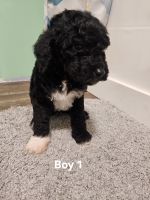 Golden Doodle Puppies for sale in Fayette, Alabama. price: $350