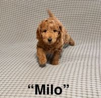 Golden Doodle Puppies for sale in Wilmington, Illinois. price: $2,500