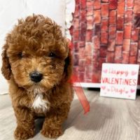 Golden Doodle Puppies for sale in Los Angeles, California. price: $1,350