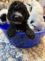 Golden Doodle Puppies for sale in Buffalo Grove, Illinois. price: $800
