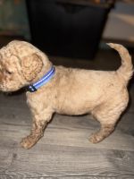 Golden Doodle Puppies for sale in Joppa, Maryland. price: NA