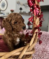 Golden Doodle Puppies for sale in Riverview, Florida. price: $2,400