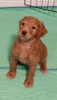 Golden Doodle Puppies for sale in Cicero, Illinois. price: $1,600