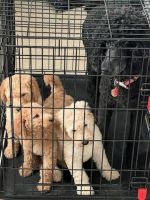 Golden Doodle Puppies for sale in Corpus Christi, Texas. price: NA