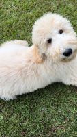 Golden Doodle Puppies for sale in Chamblee, Georgia. price: $1,700