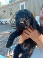 Golden Doodle Puppies for sale in Lake City, Florida. price: $1,000