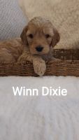 Golden Doodle Puppies for sale in Allegany, New York. price: $1,000