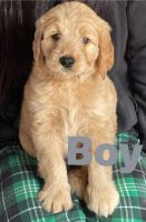 Golden Doodle Puppies for sale in Stayton, Oregon. price: $550