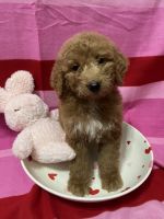 Golden Doodle Puppies for sale in Buckeye, AZ, USA. price: $1,300