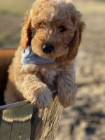 Golden Doodle Puppies for sale in Topeka, Kansas. price: $1,200