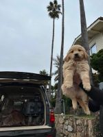 Golden Doodle Puppies for sale in Daly City, California. price: $1,100