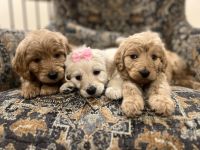Golden Doodle Puppies for sale in Rexburg, Idaho. price: $1,200
