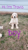 Golden Doodle Puppies for sale in Lawrenceville, GA, USA. price: $900
