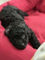 Golden Doodle Puppies for sale in Miami, Florida. price: $2,000