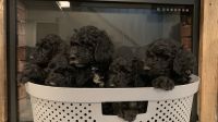 Golden Doodle Puppies for sale in Meridian, Mississippi. price: $1,200