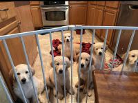 Golden Doodle Puppies for sale in McKinney, Texas. price: $1,400