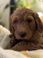 Golden Doodle Puppies for sale in Anaheim, California. price: $2,000