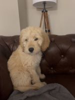 Golden Doodle Puppies for sale in Port Charlotte, Florida. price: $700