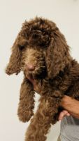 Golden Doodle Puppies for sale in Maiden, North Carolina. price: $1,200