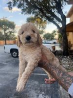 Golden Doodle Puppies for sale in Hialeah, Florida. price: $2,000