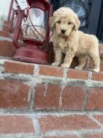 Golden Doodle Puppies for sale in Los Angeles, California. price: $850