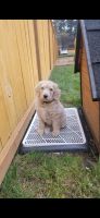Golden Doodle Puppies for sale in Auburn, Washington. price: NA
