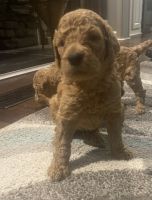 Golden Doodle Puppies for sale in Greensboro, North Carolina. price: $500