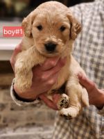 Golden Doodle Puppies for sale in Corryton, Tennessee. price: $700
