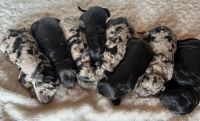 Golden Doodle Puppies for sale in Greenmountain, North Carolina. price: $1,500
