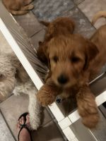 Golden Doodle Puppies for sale in New Smyrna Beach, Florida. price: $1,500