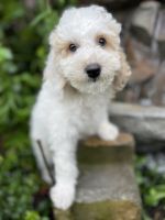 Golden Doodle Puppies for sale in Indiana, Pennsylvania. price: $1,500