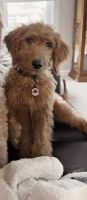 Golden Doodle Puppies for sale in Troy, Michigan. price: $500