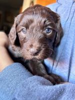 Golden Doodle Puppies for sale in Pasadena, CA, USA. price: $1,200