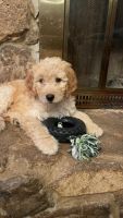 Golden Doodle Puppies for sale in Jackson, Tennessee. price: $800