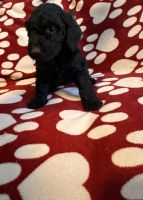 Golden Doodle Puppies for sale in Madison, Wisconsin. price: $500
