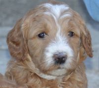 Golden Doodle Puppies for sale in Puyallup, Washington. price: $2,000